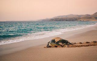 Huge,Green,Turtle,Heading,Back,To,Ocean,After,Having,Laid