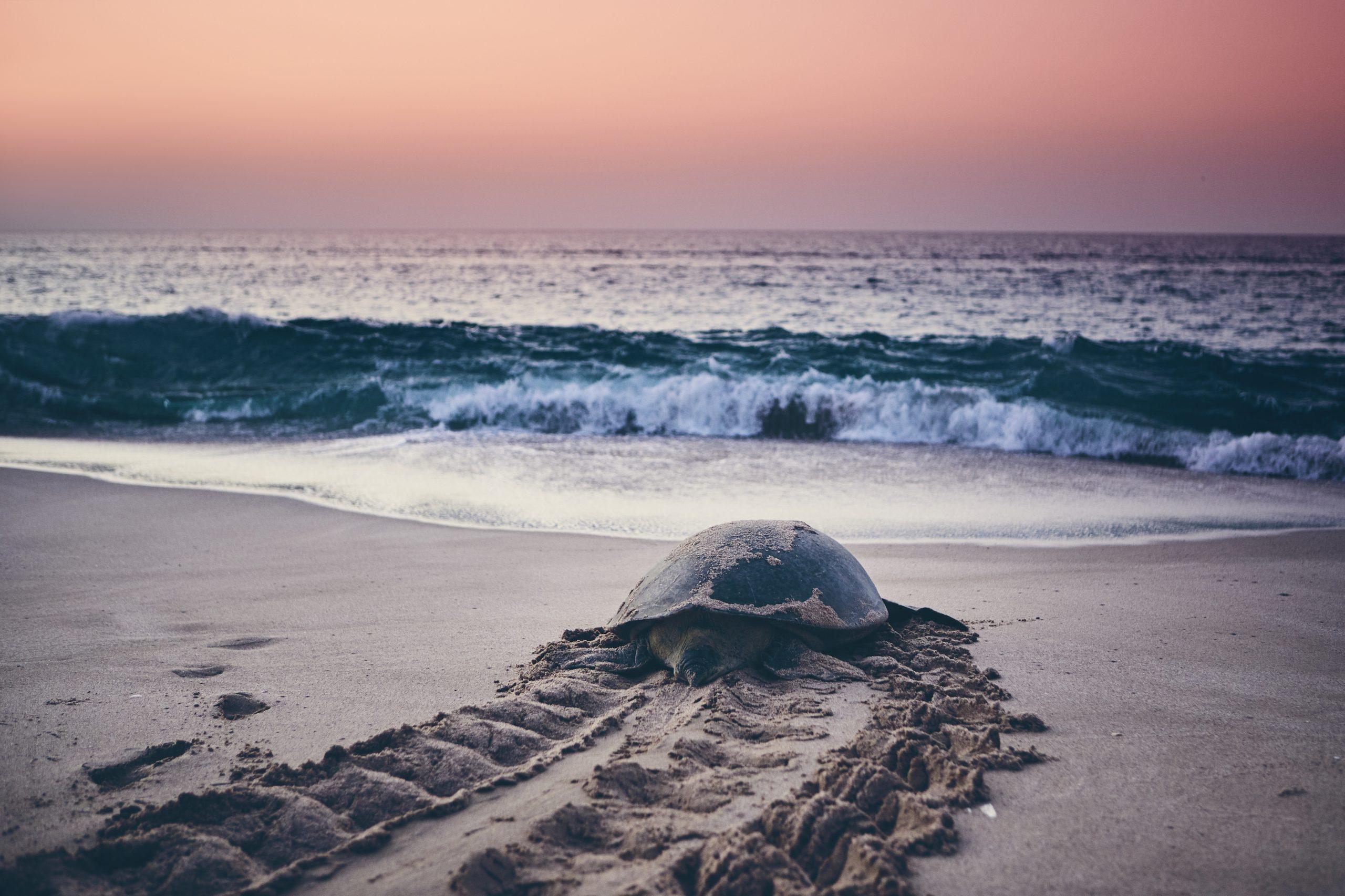 Huge,Green,Turtle,Heading,Back,To,Ocean.,Unique,Hatching,Place